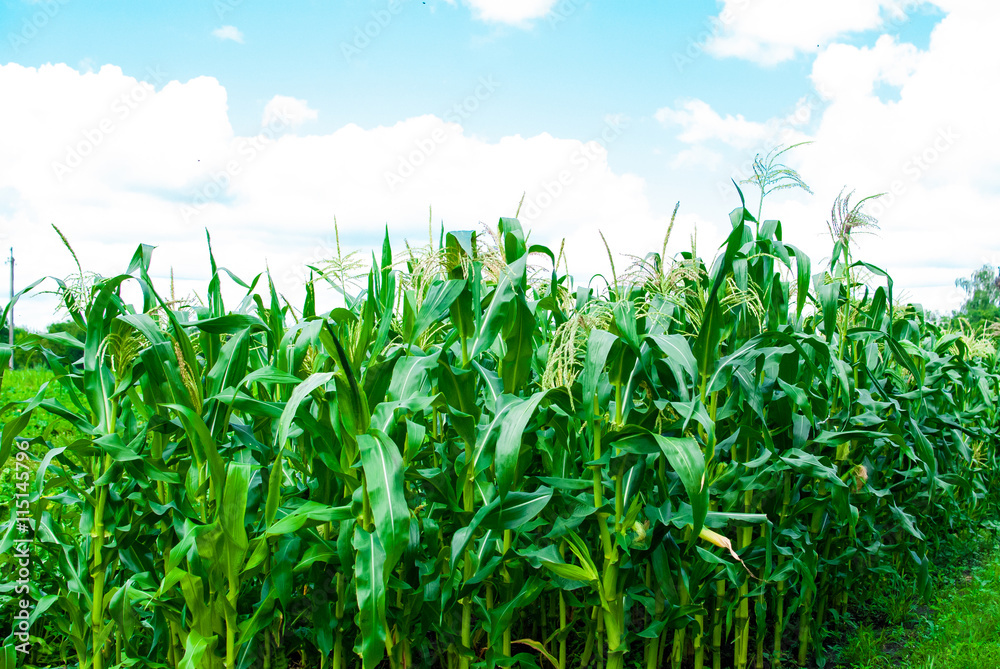 Rows of green corn field Rows of green corn field