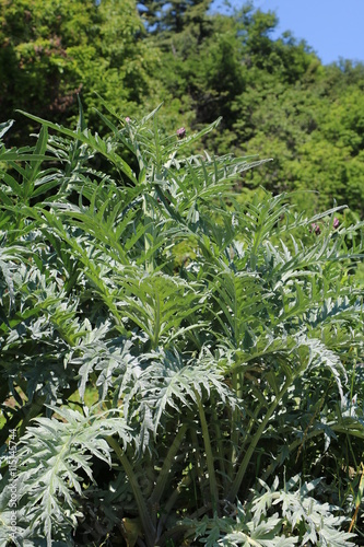 large artichoke plants in the garden