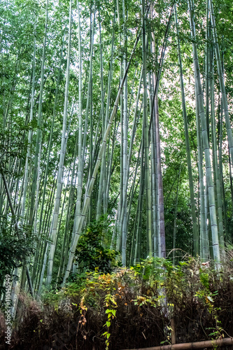 Sagano bamboo forest is famous and landmark tourist have to see at arashiyama,kyoto,japan