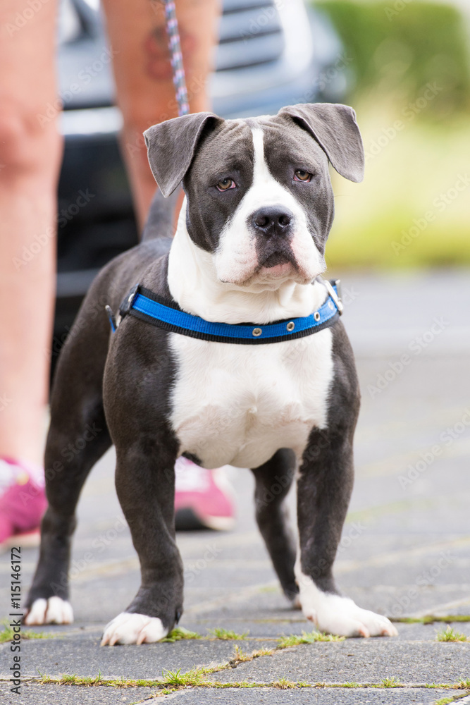 Bulldogge in der Stadt Bulldogge in der Stadt