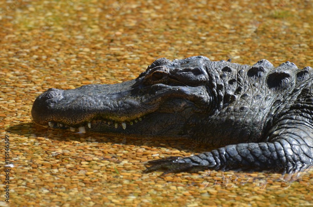 Obraz premium Profile of a Gator Resting in the Shallows