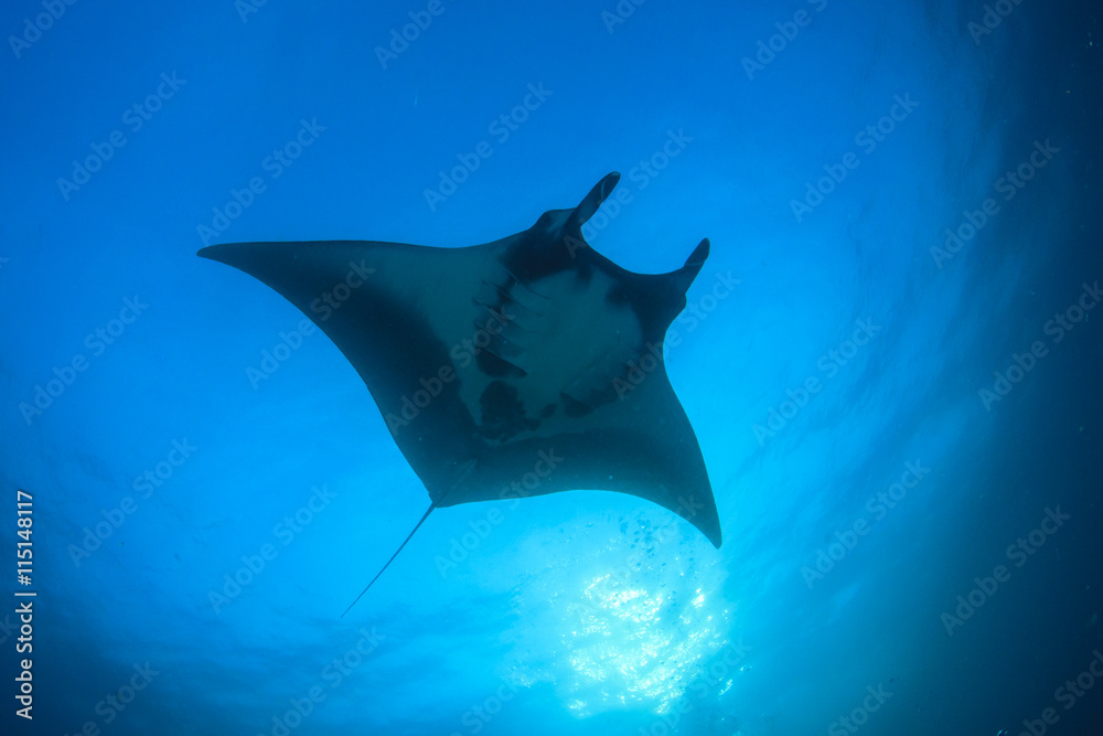 Obraz premium Manta Ray, scuba divers behind