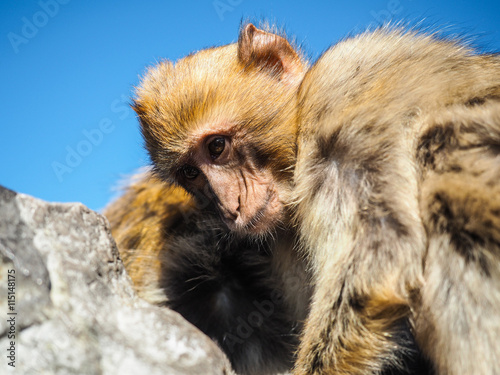Gibraltar Monkey