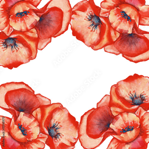 frame red poppies. isolated. watercolor illustration