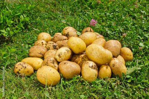 Organic new potatoes on green grass