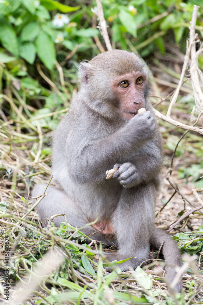 Formosan macaques eat peanut(taiwanese monkey)