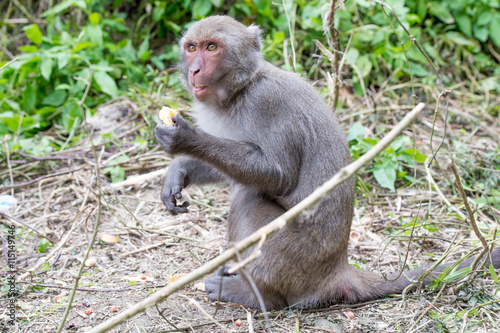 Formosan macaques eat peanut(taiwanese monkey) © RomixImage