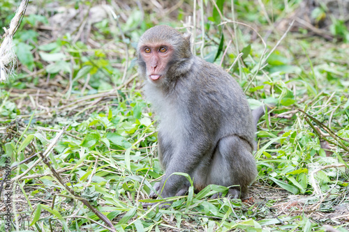 Formosan macaques tongue taiwanese monkey    