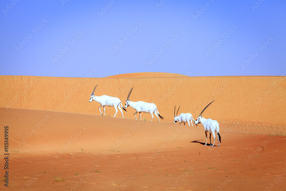 Arabian Oryx