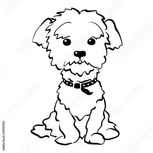 Sketch Funny dog maltese breed sitting hand drawing vector