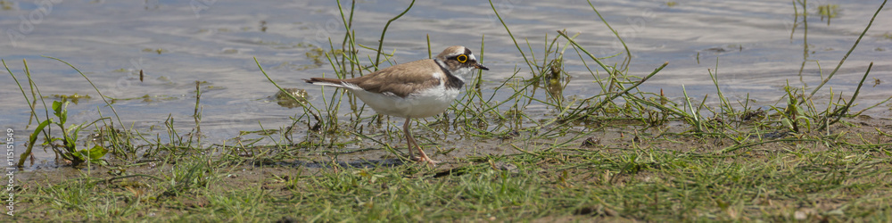 Flussregenpfeifer (Charadrius dubius) Flussregenpfeifer (Charadrius dubius)