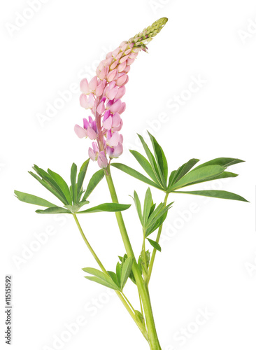 light color lupine flower isolated on white