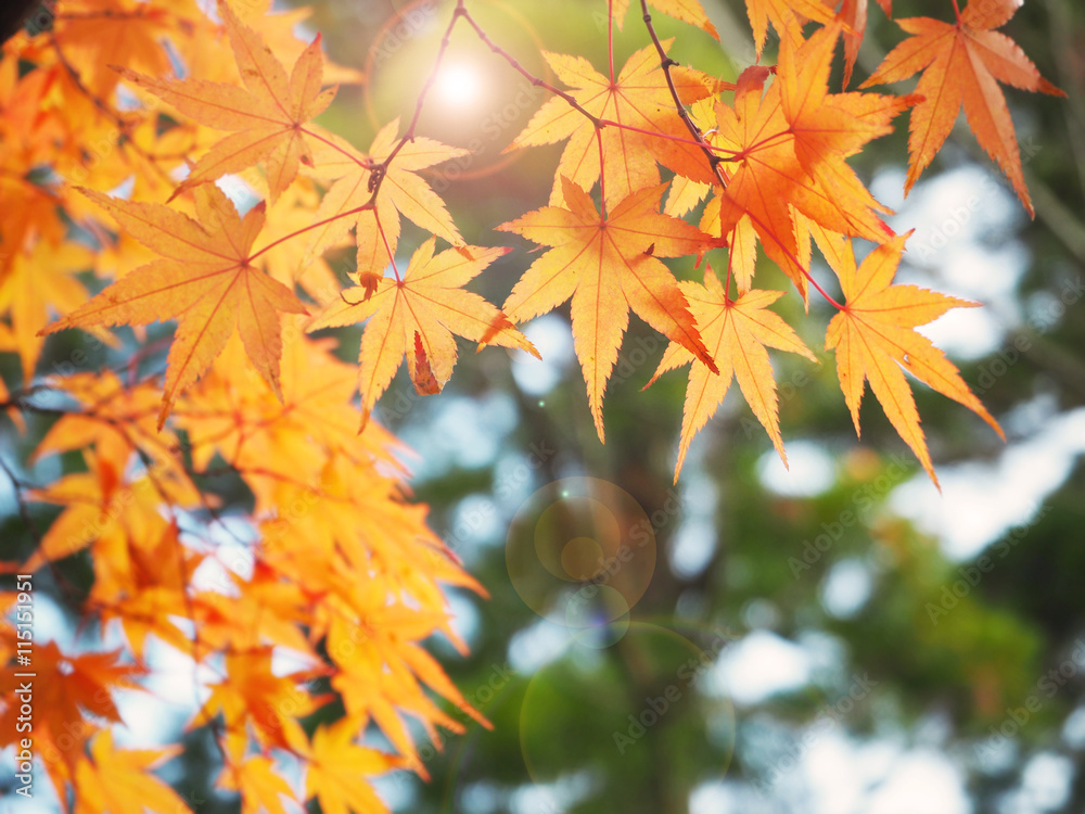 Color change of Autumn maple leave in Japan with sun light- Abstract natural background