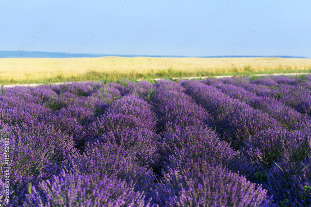 Naklejka premium Photo of purple flowers in a lavender field in bloom, moldova