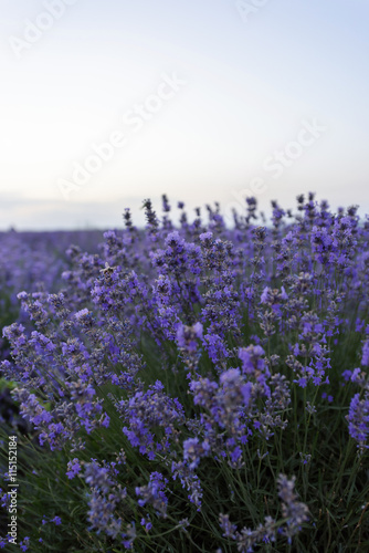 Photo of purple flowers in a lavender field in bloom at sunset, moldova