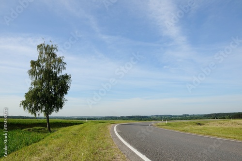 tree about the road against the background of the blue sky