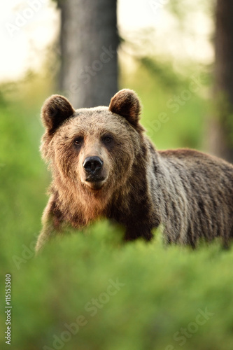 Brown bear portrait in forest photo