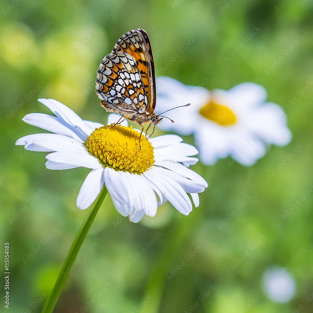 The reddish Checkered butterfly ( Melitaea aurelia ) The reddish Checkered butterfly ( Melitaea aurelia )