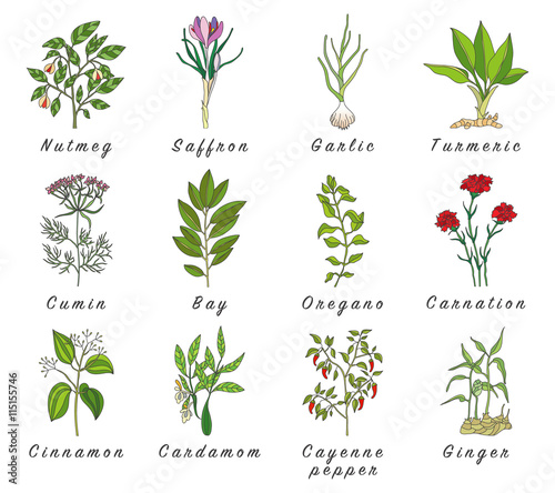 Set of spices, herbs and officinale plants icons. Healing plants