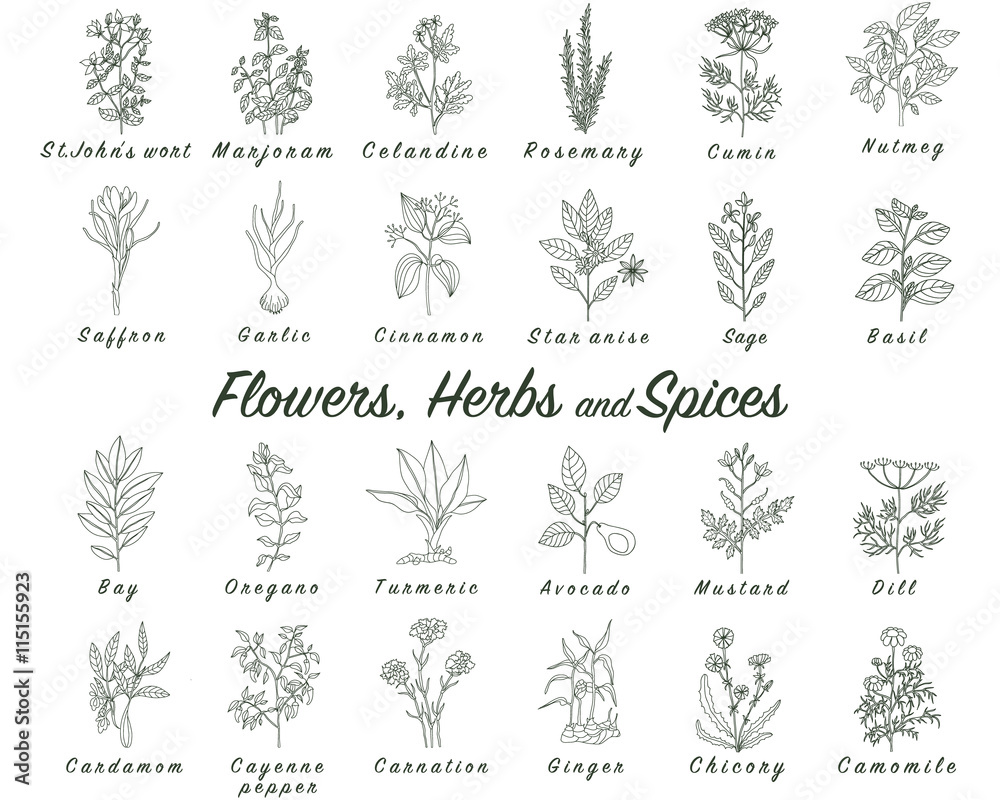 Set of spices, herbs and officinale plants icons. Healing plants Set of spices, herbs and officinale plants icons. Healing plants