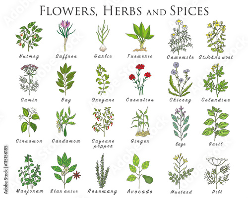 Set of spices, herbs and officinale plants icons. Healing plants