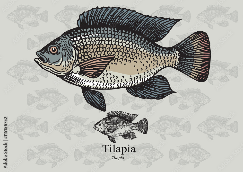 Fototapeta premium Tilapia fish. Vector illustration for web, education examples, graphic and packaging design. Suitable for artwork in small sizes.