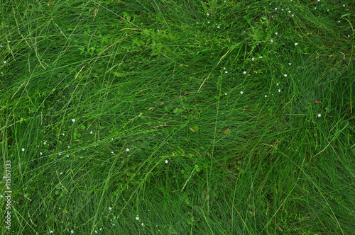 background of a dense green grass from above photo
