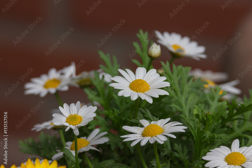 Fototapeta premium Margeritenblüten mit rotem Hintergrund