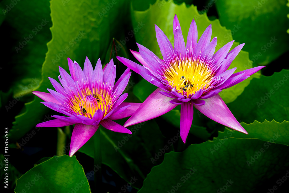 pink lotus pink lotus
