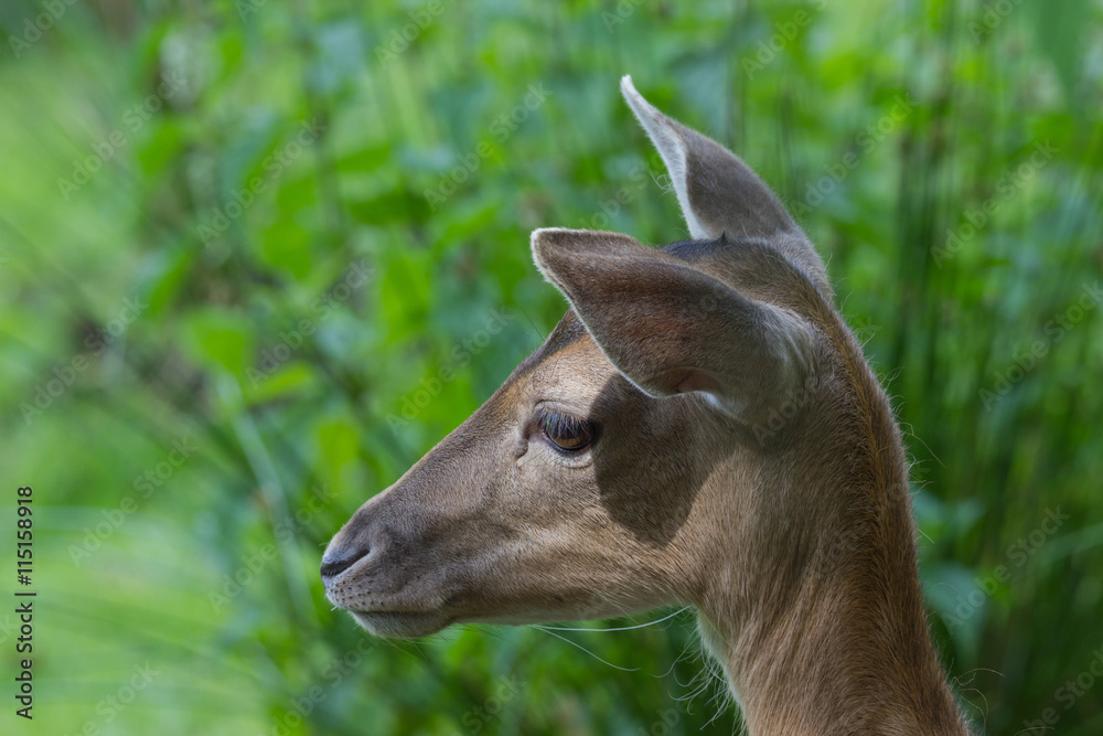 Obraz premium Damwild (dama dama)