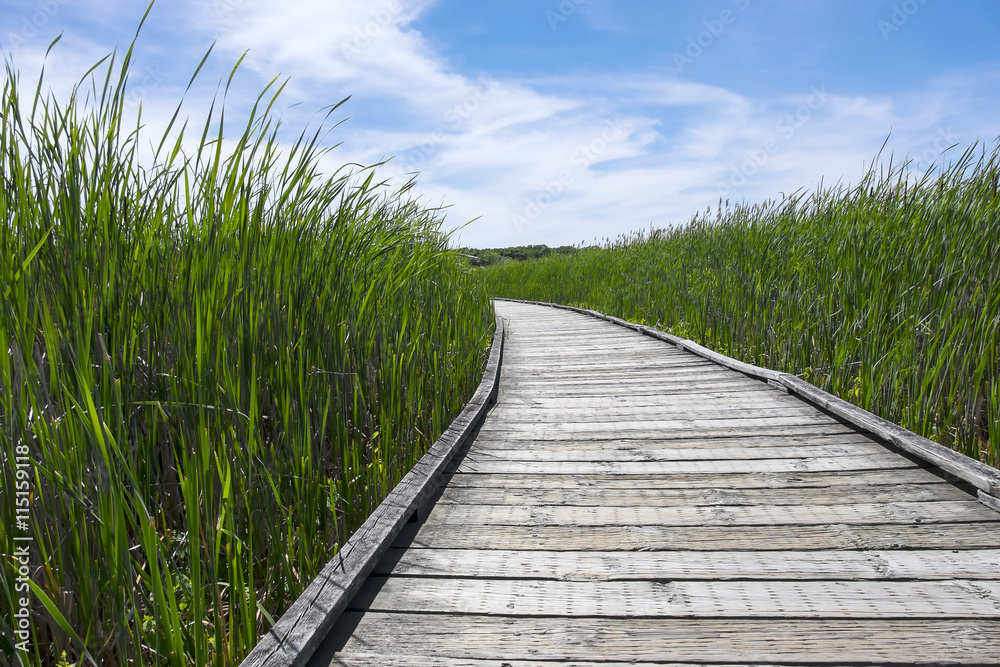 Boardwalk in a Marsh Surrounded by Cattails 