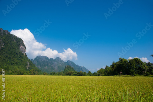 Rice field with mountain background ,Vang Vieng, Laos © moderngolf1984