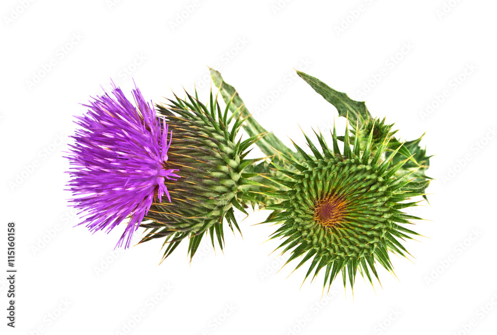 Milk Thistle plant (Silybum marianum) herbal remedy. Scotch this Milk Thistle plant (Silybum marianum) herbal remedy. Scotch this