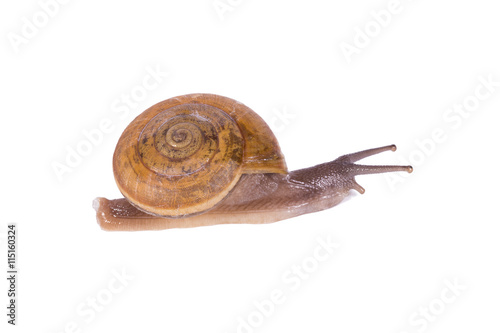 Snail isolated on white