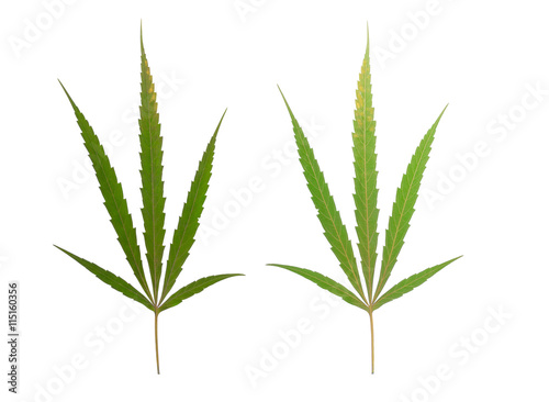 marijuana leaf isolated on white