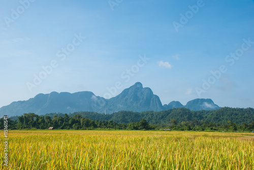 Rice field with mountain background ,Vang Vieng, Laos