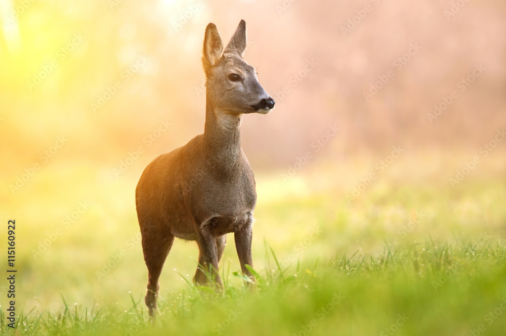 Roe deer in early morning light Roe deer in early morning light