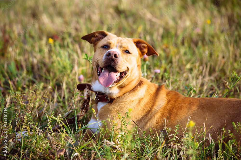 Beautiful red dog in leather collar is in the field at sunset Beautiful red dog in leather collar is in the field at sunset