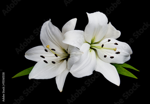 Photographie White lily on a black