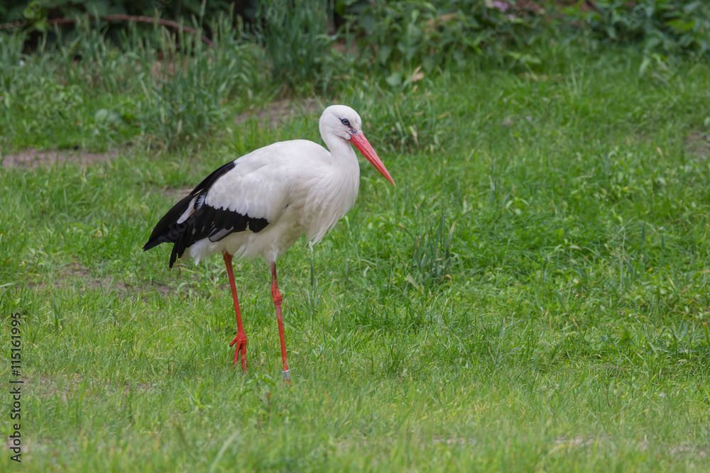 Storch auf der Wiese bei der Nahrungssuche Storch auf der Wiese bei der Nahrungssuche