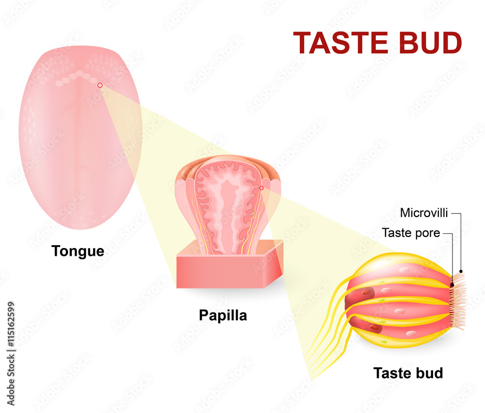Naklejka premium Human tongue, Lingual papillae and taste bud
