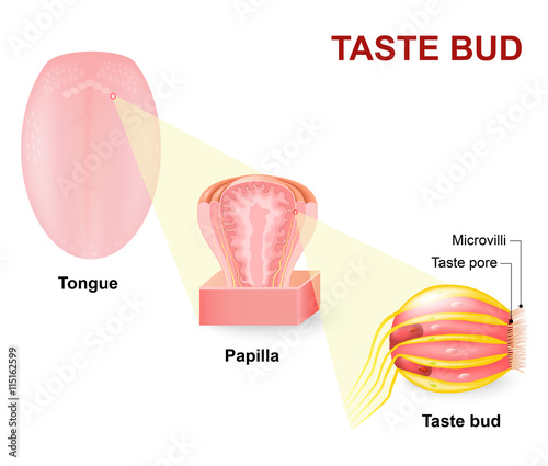 Human tongue, Lingual papillae and taste bud photo