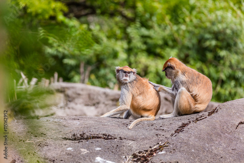 Macaques in nature. Two monkeys sitting on a rock on a background of green trees. One monkey looking for fleas on the back of the other. © khomlyak