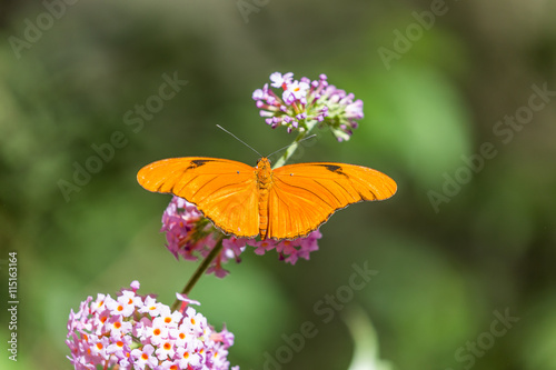 The butterfly sitting on a flower on a green background. Beautiful orange julia butterfly.
