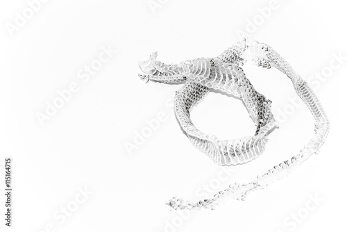 Snake shedding skin isolated on white background - Rattlesnake Skin with copy space.
