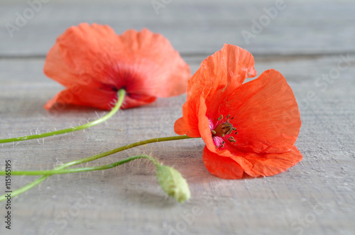 Fototapeta Naklejka Na Ścianę i Meble -  Mohnblumen