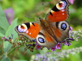 Schmetterling - Tagfauenauge (Aglais io)
