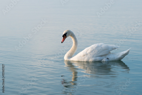 swan in the lake