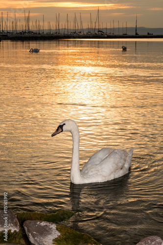 Swans swim in the sunset