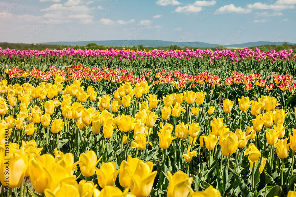 Group of color tulips in the park.